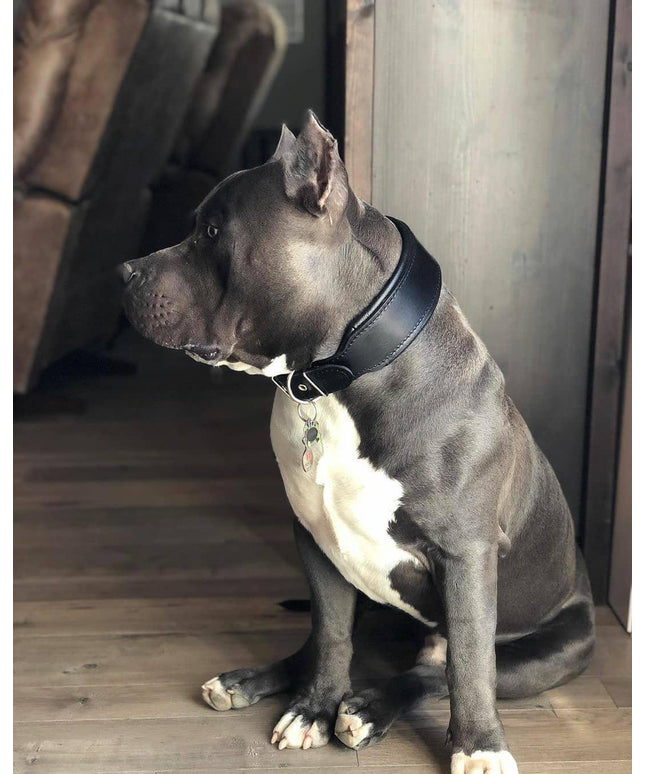 Plain "Style" collar black