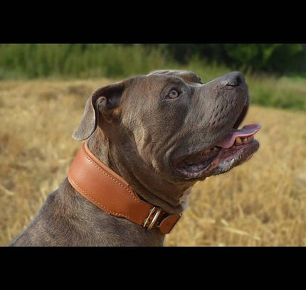 Plain "Style" collar brown-4