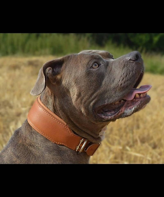 Plain "Style" collar brown-4