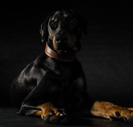 Plain "Style" collar brown-2