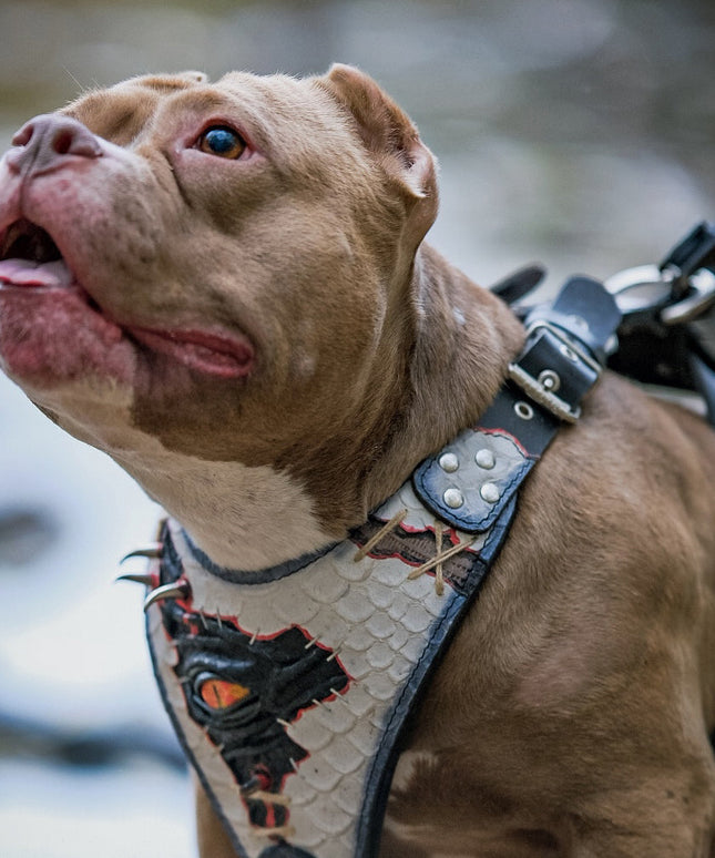 The “Dragon's Eye” Harness LIMITED!