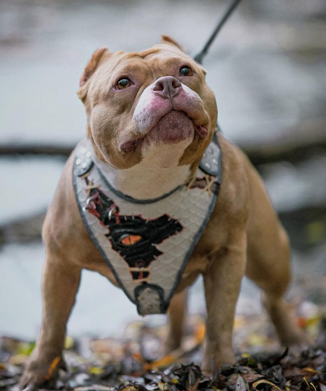 The “Dragon's Eye” Harness LIMITED!-1