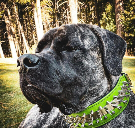 'Predator'' collar in Green-1