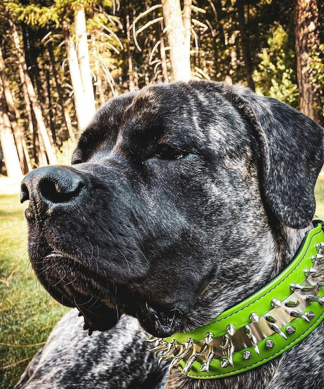 'Predator'' collar in Green-1