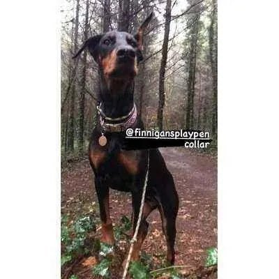 Regal Paws Bespoke Dog Lead by Finnigans Play Pen-2