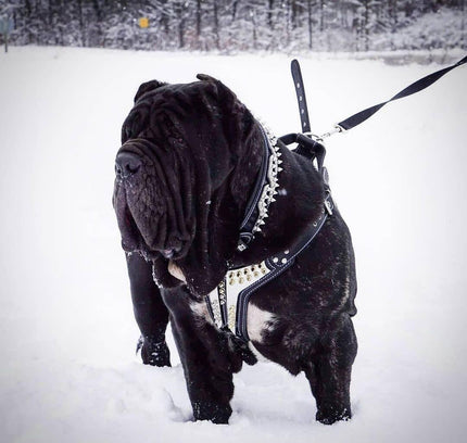 The ''Platinum'' harness