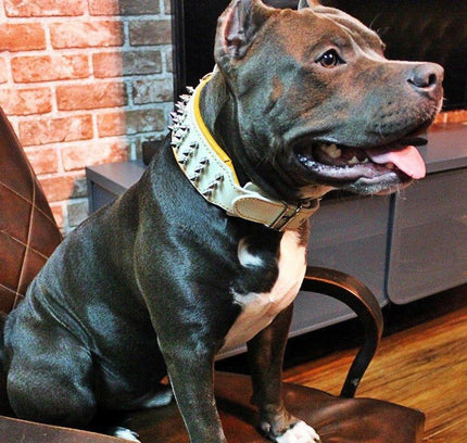 "Silver Giant" collar White-1