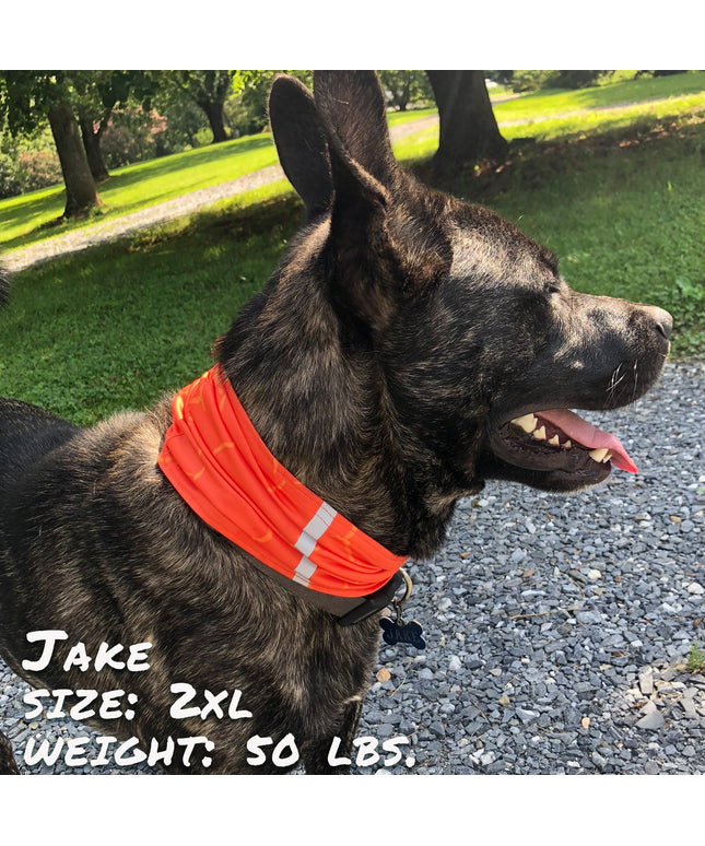 Smash Crackle Orange Pup Scruff-0