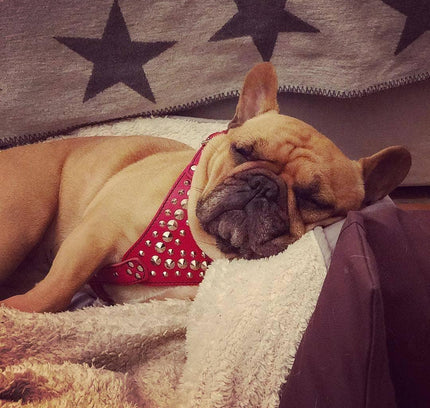 'Star'' Harness Small to Medium size-1