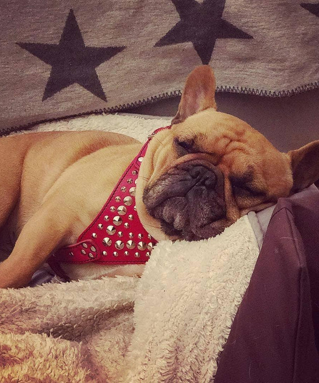 'Star'' Harness Small to Medium size-1