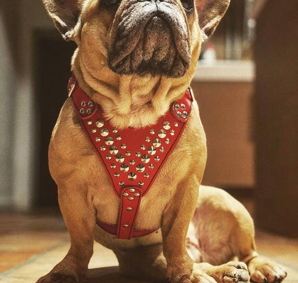 'Star'' Harness Small to Medium size-2