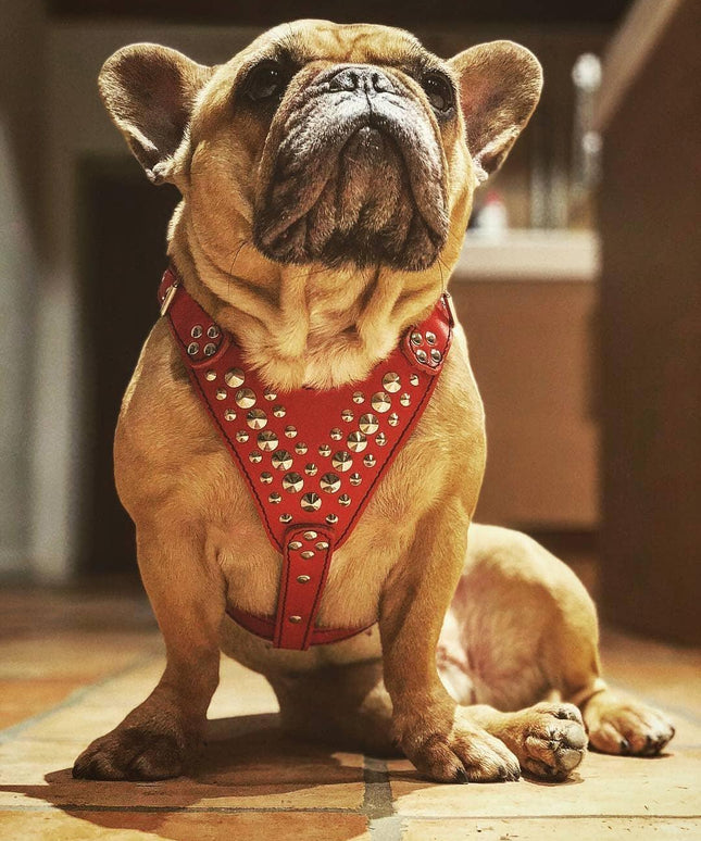 'Star'' Harness Small to Medium size-2