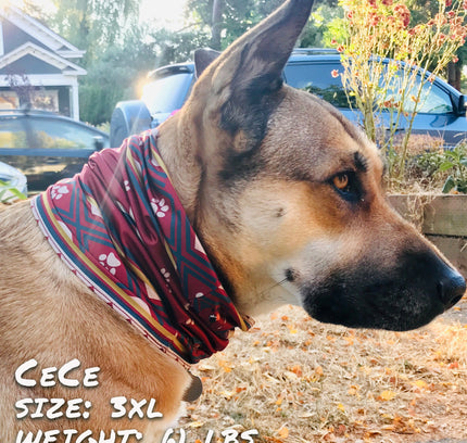 SW Amigo Pup Scruff-0