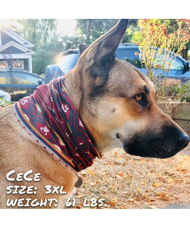 SW Amigo Pup Scruff-0