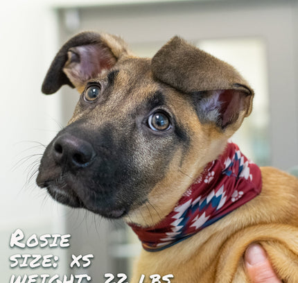 SW Amigo Pup Scruff-2