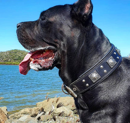 The all Black "Eros" collar 2.5 inch wide-2