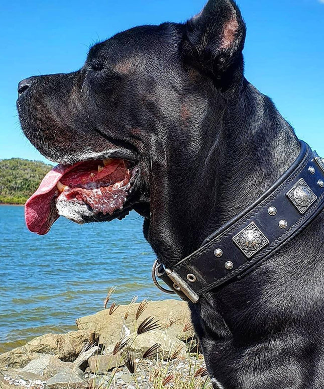 The all Black "Eros" collar 2.5 inch wide-2