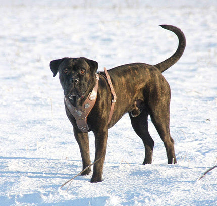 The "Aztec" Grey Harness-1