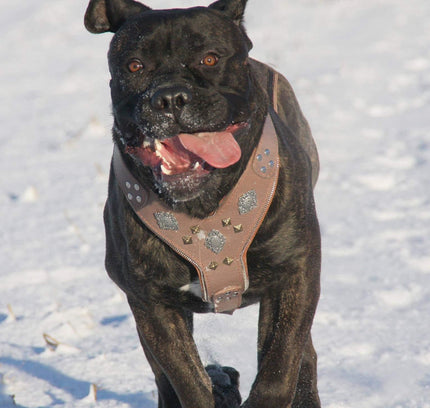 The "Aztec" Grey Harness-2