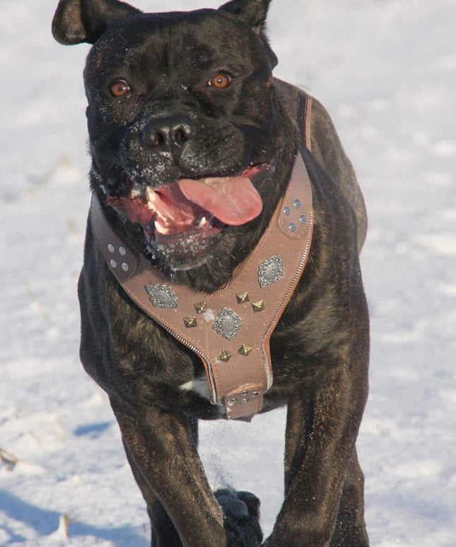 The "Aztec" Grey Harness-2