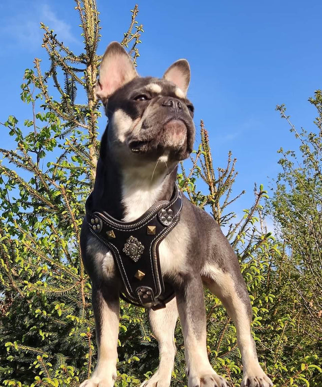 The ''Aztec'' harness Black Small to Medium Size-1