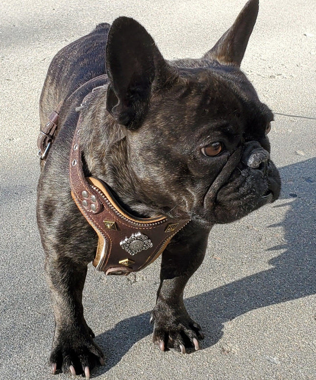 The ''Aztec'' harness Brown Small to Medium Size-1