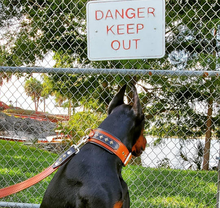 The "Balteus" brown collar-2