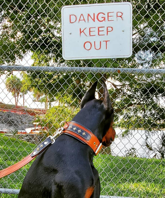 The "Balteus" brown collar-2