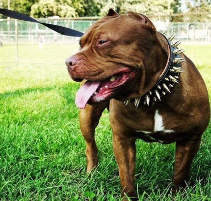 The "Big Boy" collar