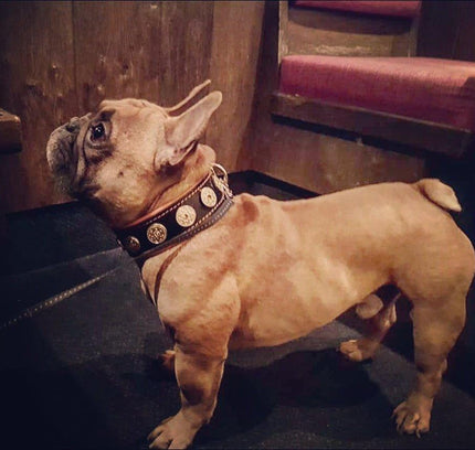 The "Bijou" collar orange-1