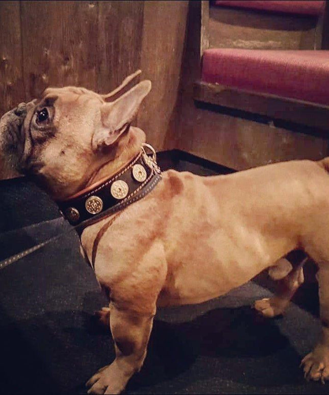 The "Bijou" collar orange-1