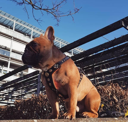 The ''Bijou'' harness Black & Orange Small to Medium Size-3