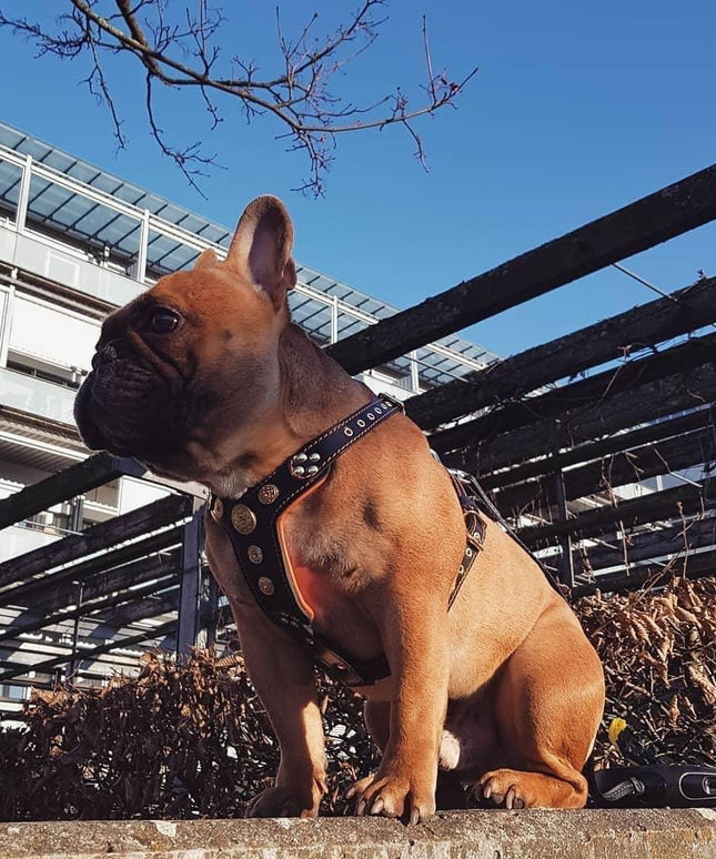 The ''Bijou'' harness Black & Orange Small to Medium Size-3