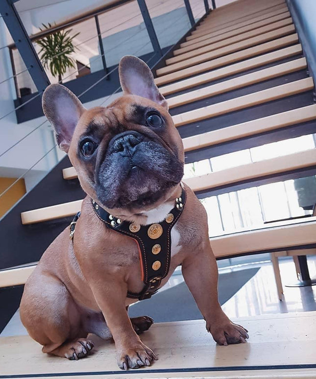 The ''Bijou'' harness Black & Orange Small to Medium Size-2