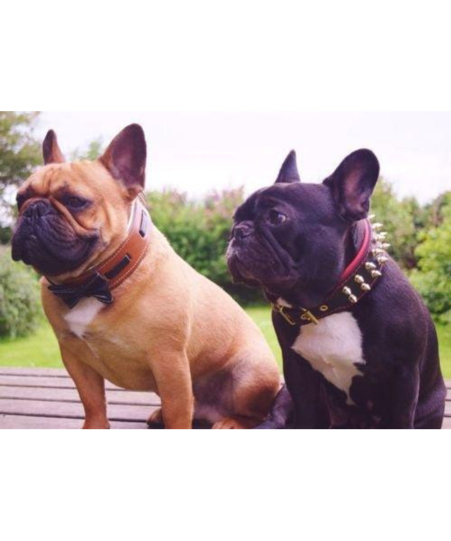 The "Bowtie" collar brown
