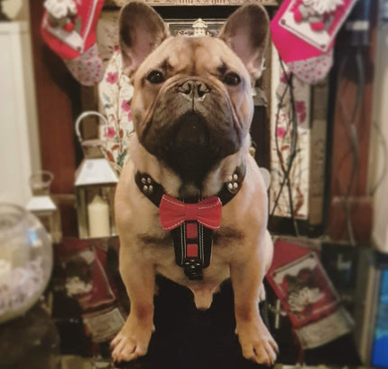 The "Bowtie" handmade leather harness black Small to Medium Size-4