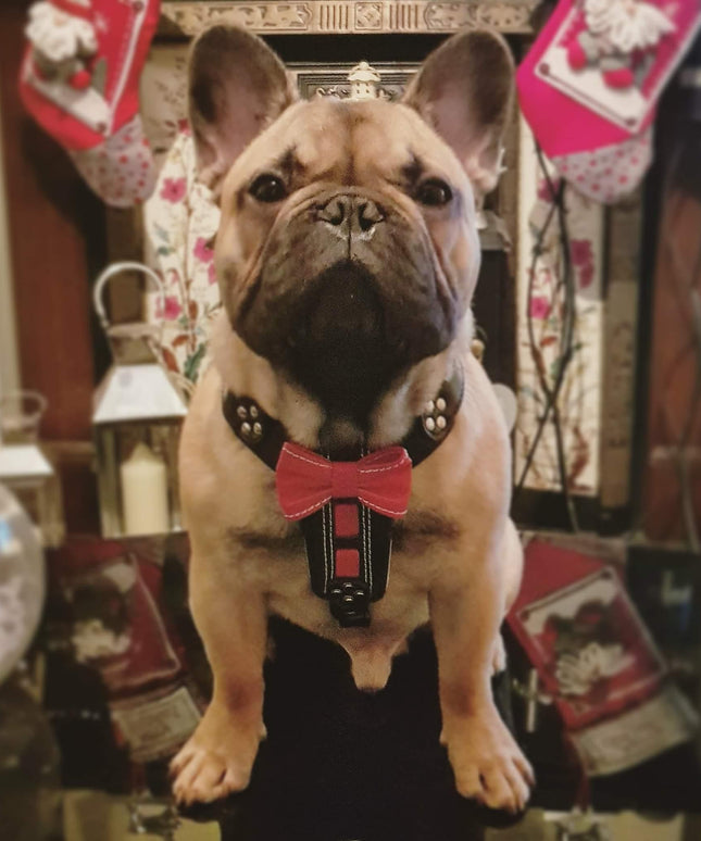 The "Bowtie" handmade leather harness black Small to Medium Size-4