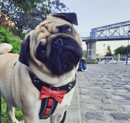 The "Bowtie" handmade leather harness black Small to Medium Size-1