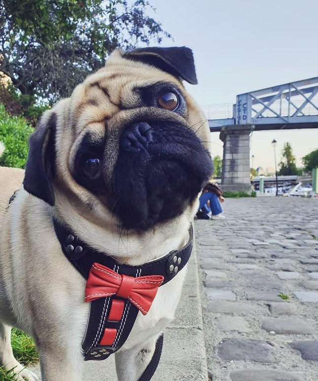 The "Bowtie" handmade leather harness black Small to Medium Size-1