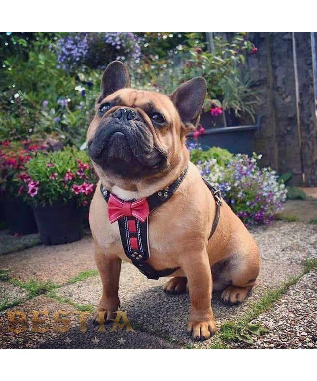 The "Bowtie" leather harness brown Small to Medium Size