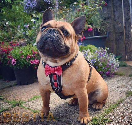 The "Bowtie" leather harness brown Small to Medium Size-1
