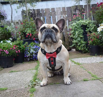 The "Bowtie" leather harness brown Small to Medium Size-3