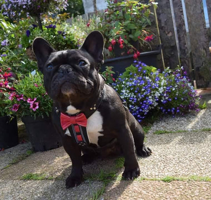 The "Bowtie" leather harness brown Small to Medium Size-2
