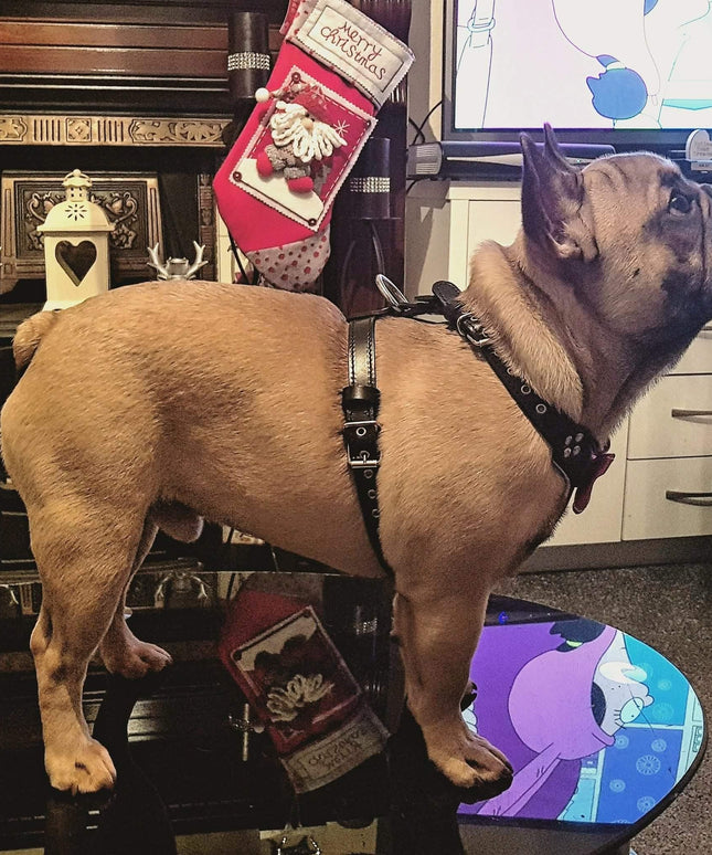 The "Bowtie" leather harness brown Small to Medium Size