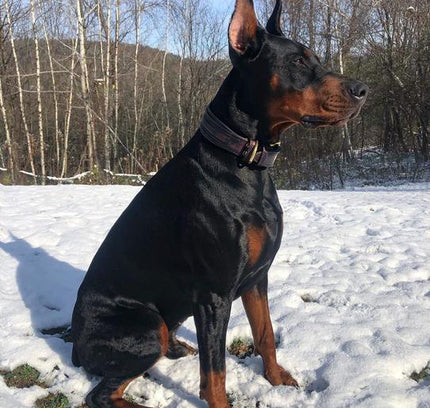 The ''Cobra'' collar-2