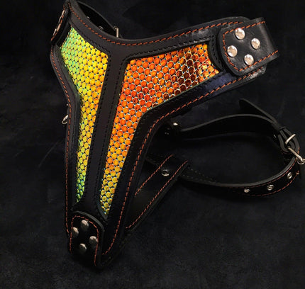 The ''D`Albertis'' harness LIMITED-1