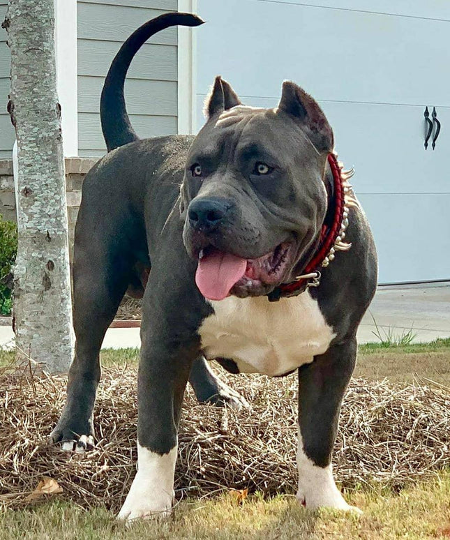 the "DAVID" hand stitched 3.15 inch wide show collar-2