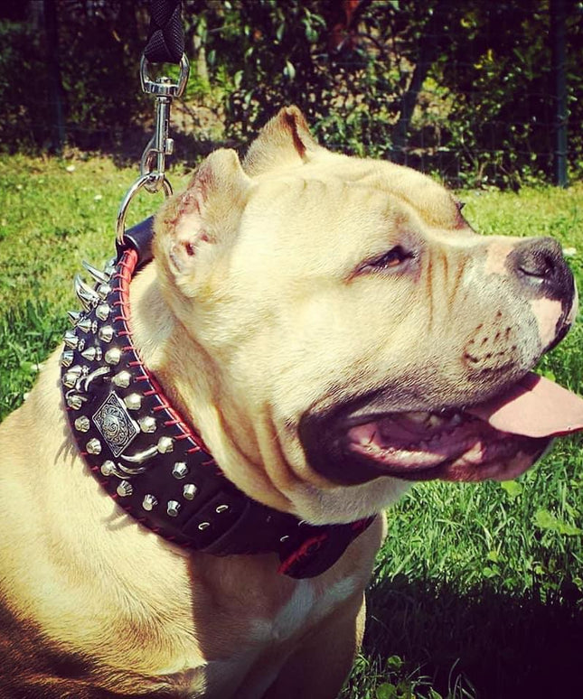 the "DAVID" hand stitched 3.15 inch wide show collar-1