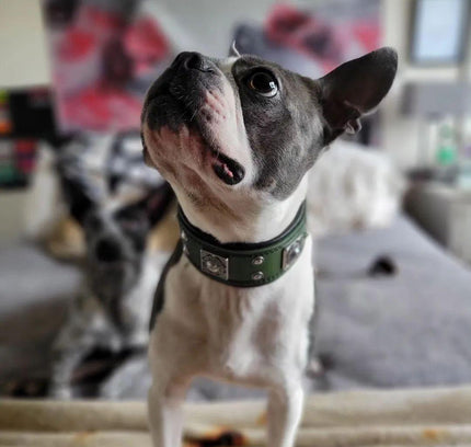 The "Eros" collar 2 inch wide Green-1