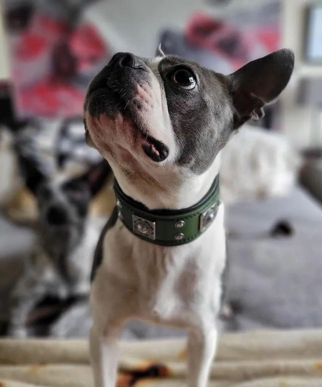 The "Eros" collar 2 inch wide Green-1